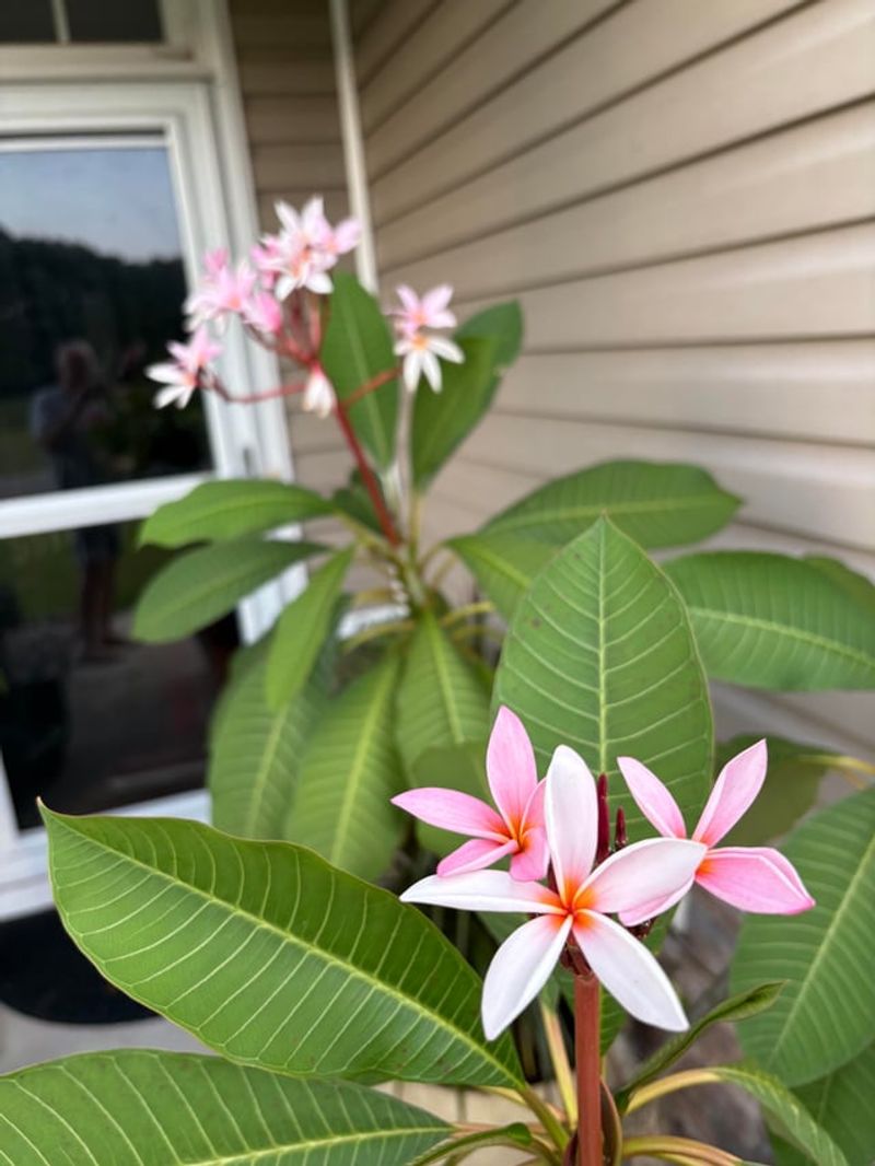 Protect the branch tips where flowers form