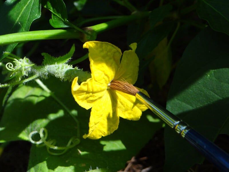 Protect the brief pollination window