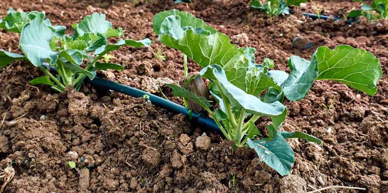 Protect the crop from heat, crowding, and drought