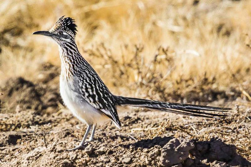 Protect the food chain that supports roadrunners
