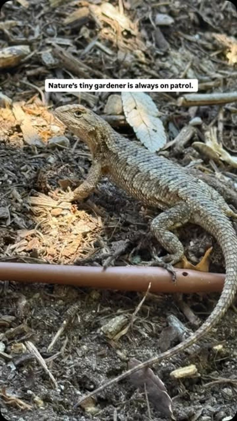 Protect the food web instead of feeding the lizards Protect the food web instead of feeding the lizards