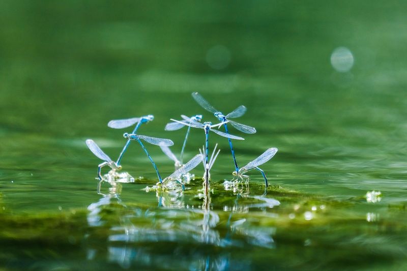 Protect the food web while removing mosquito nurseries