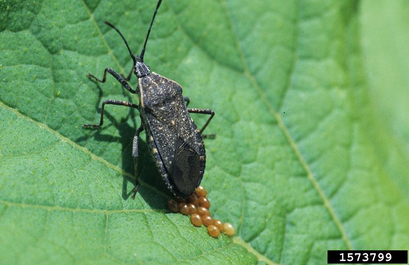 Protect the food web while scouting cucurbits