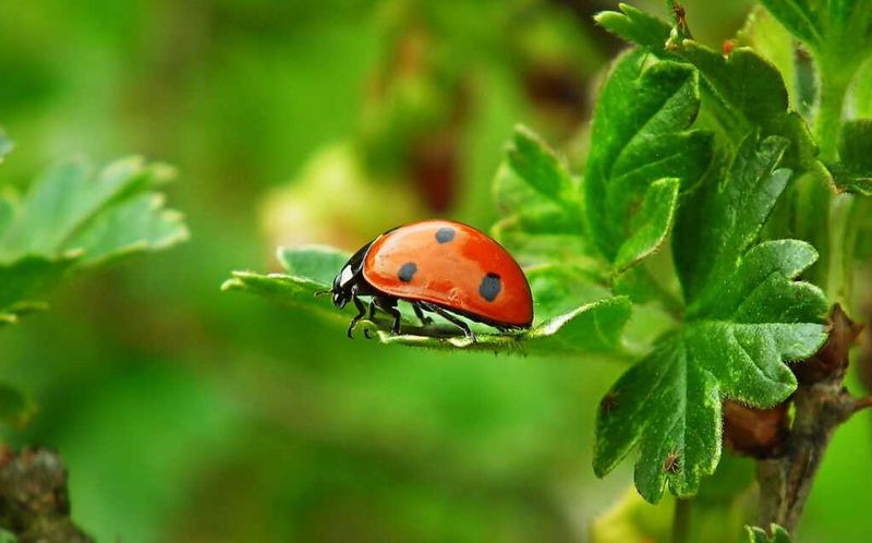 Protect the garden’s resident natural-enemy community