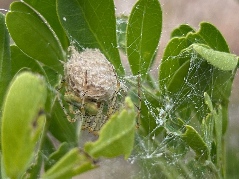 Protect the guarded egg sac during fall