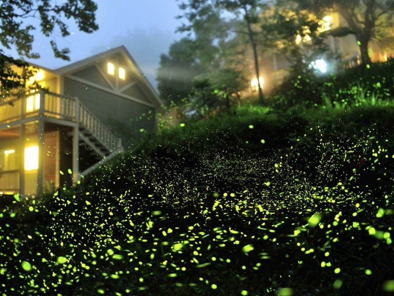 Protect the habitat from artificial light and unnecessary sprays