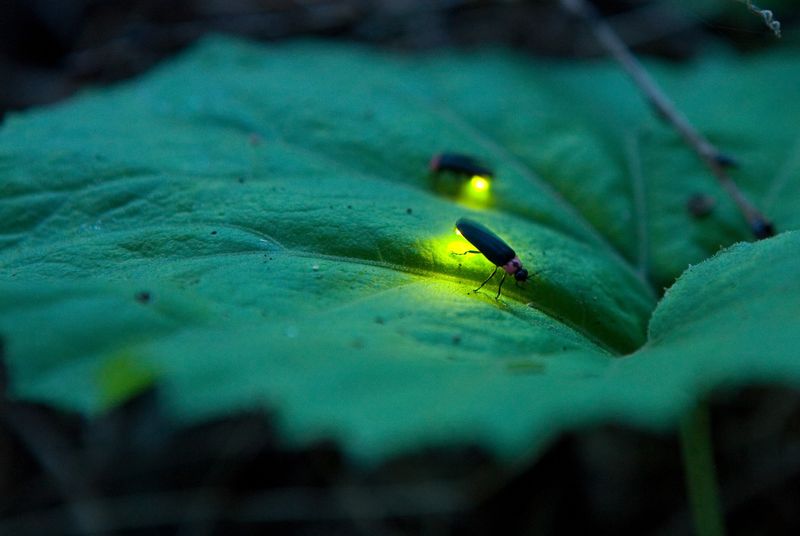 Protect the habitat from chemicals and bright light