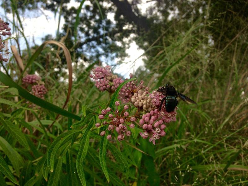 Protect the habitat while recognizing ecological tradeoffs