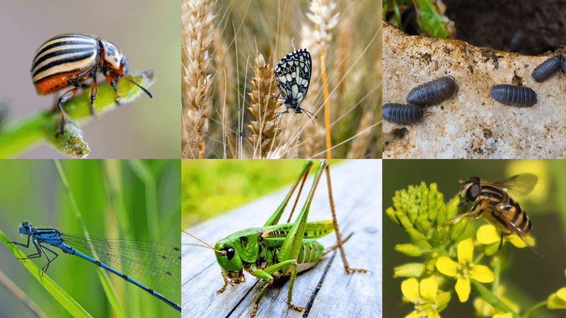 Protect the insect food web before spraying