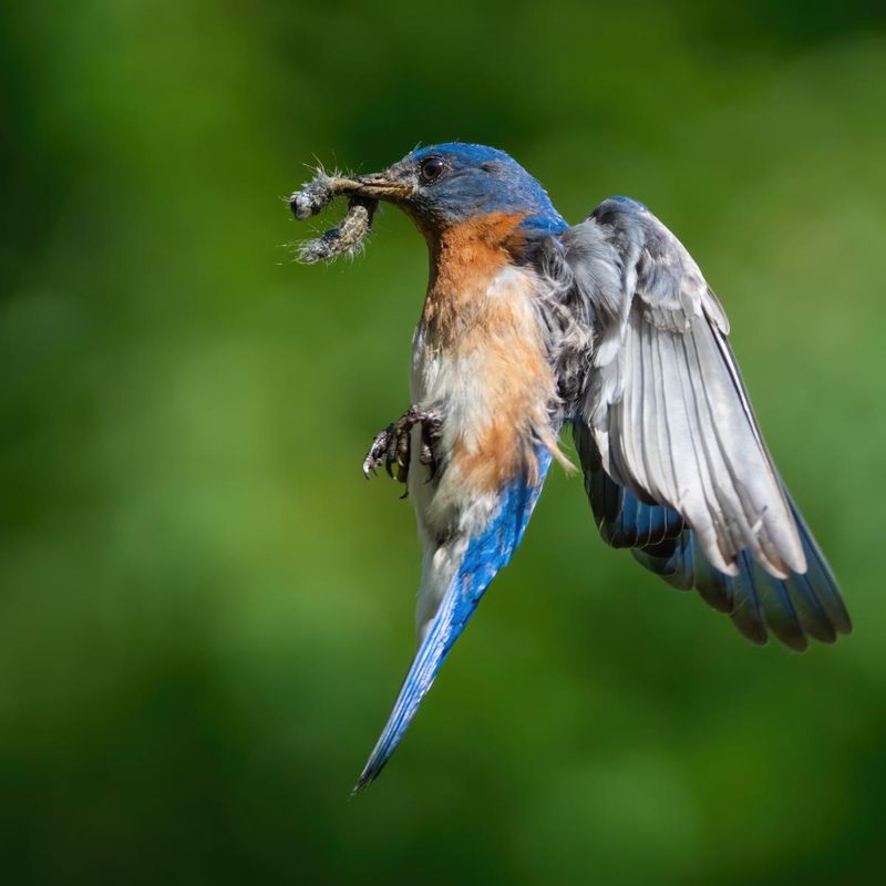 Protect the insect supply with targeted garden care