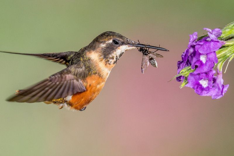 Protect the insects that nectar cannot replace