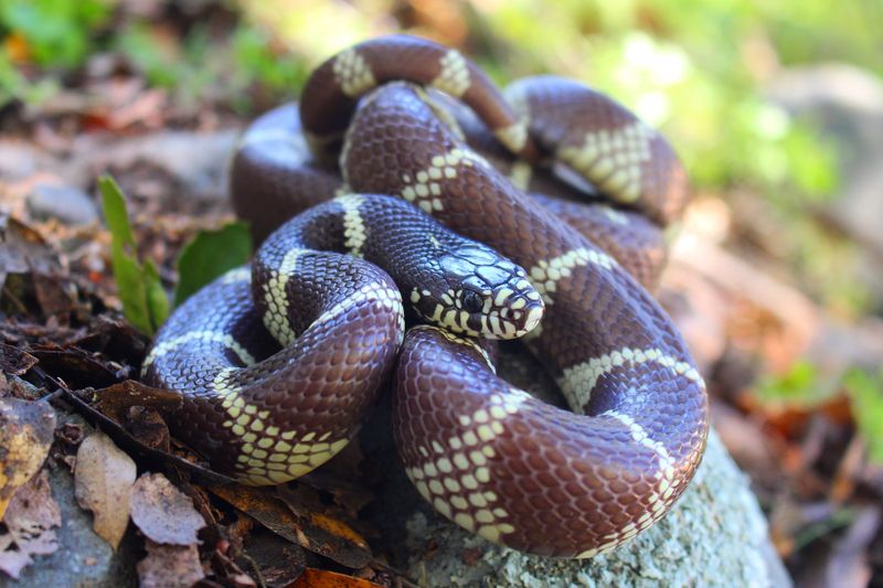 Protect the kingsnake without expecting it to protect the yard Protect the kingsnake without expecting it to protect the yard