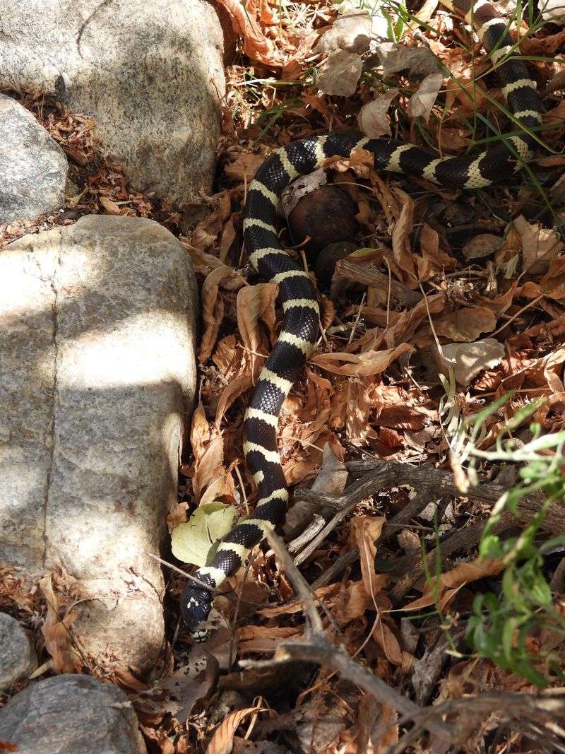 Protect the kingsnake you already have—without expecting it to solve the yard Protect the kingsnake you already have—without expecting it to solve the yard