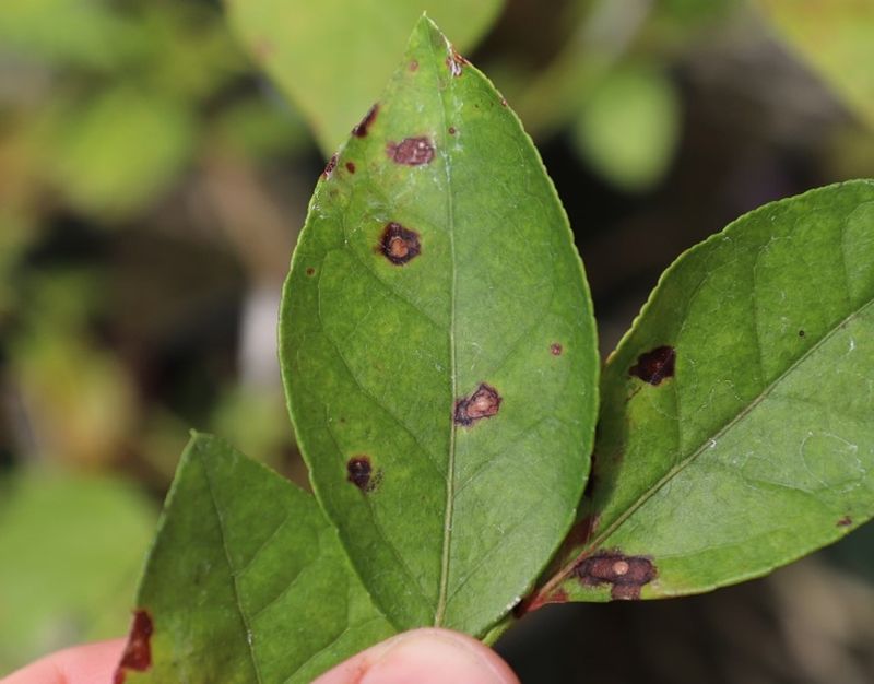 Protect the leaf canopy before you reach for tools