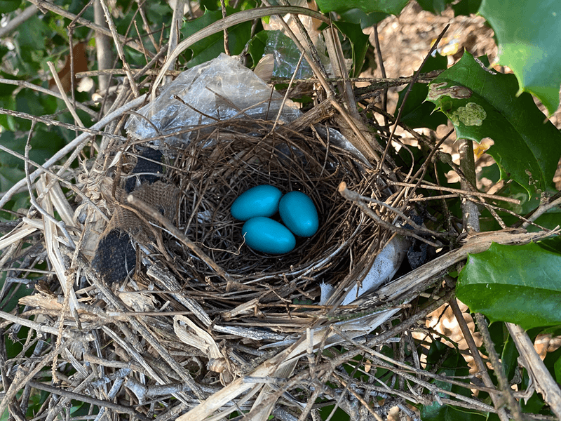 Protect the nest by minimizing contact and disturbance