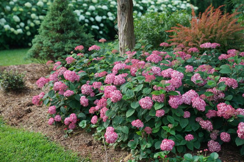 Protect the next bloom cycle instead of chasing an instant fix Protect the next bloom cycle instead of chasing an instant fix