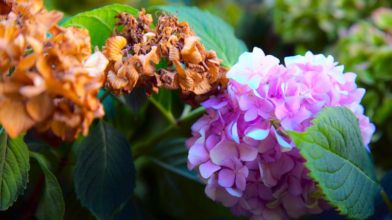 Protect the next bloom cycle with a diagnosis-first reset