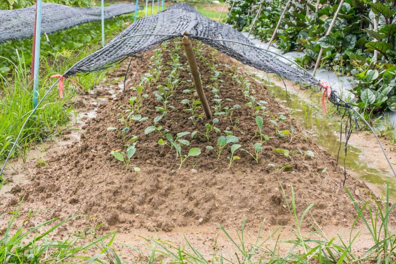 Protect the next flower flush with temporary afternoon shade