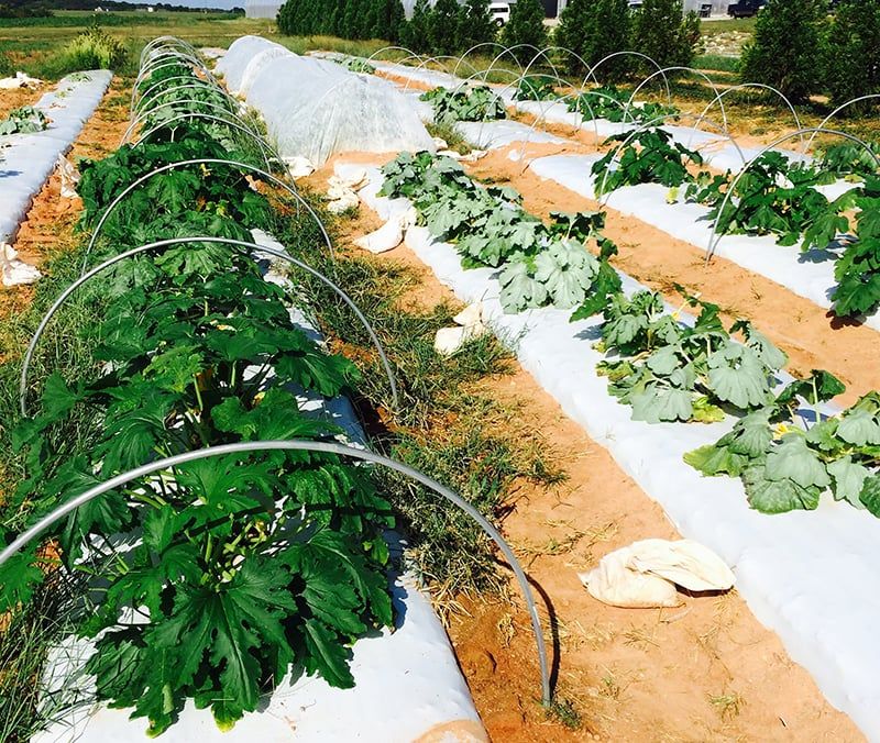 Protect the next zucchini before flowering