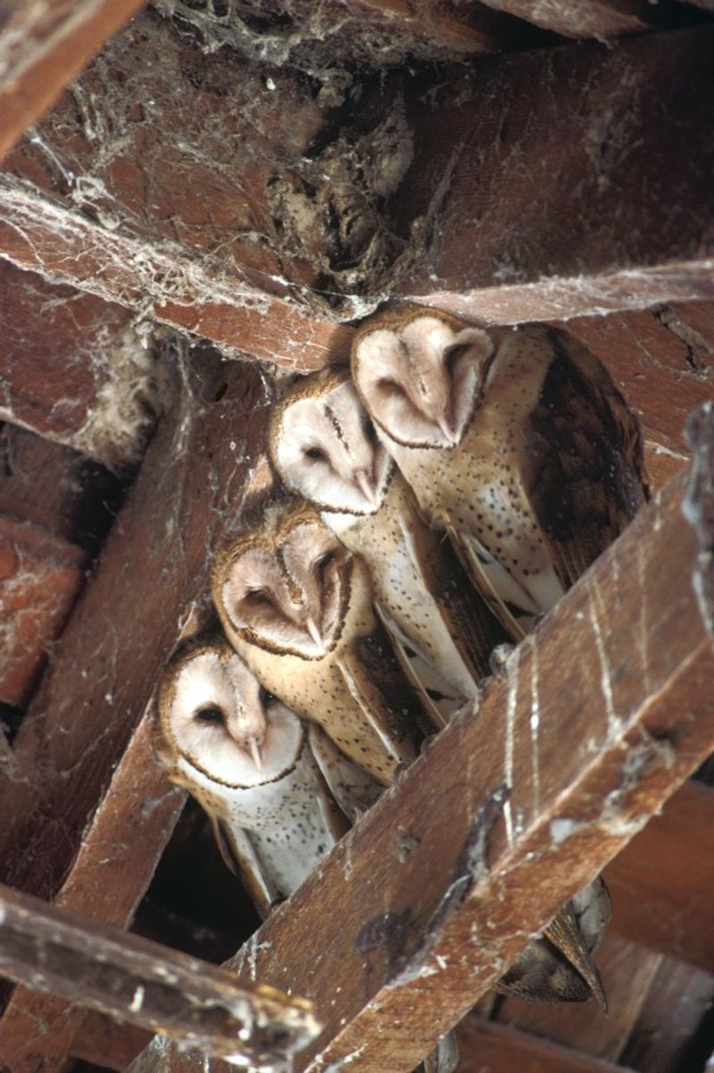 Protect the owls while managing the rodents