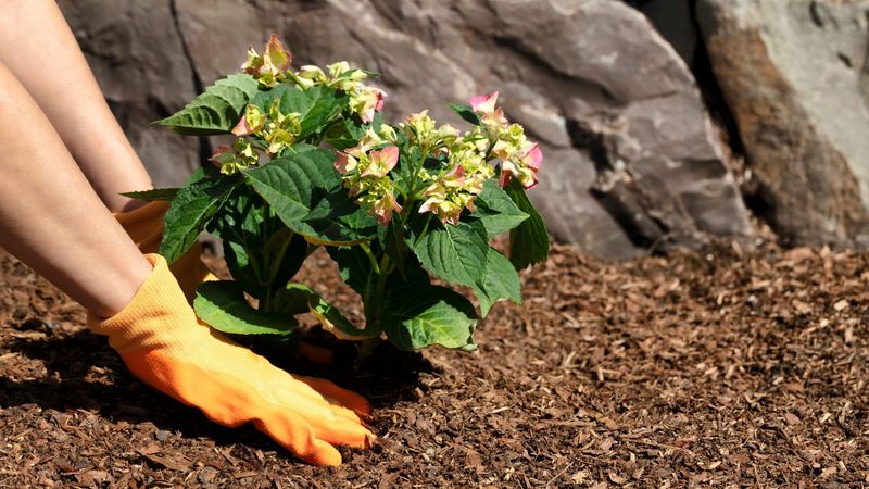 Protect the plant instead of trying to recolor the old flower