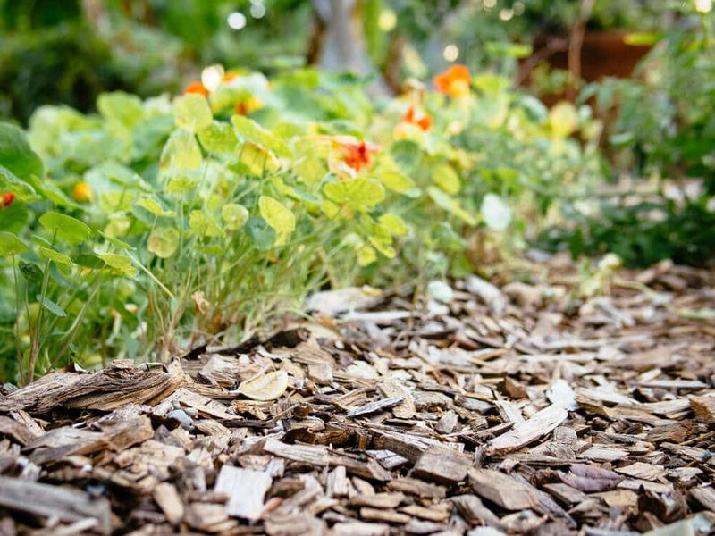 Protect the plant, then wait for temperatures to moderate