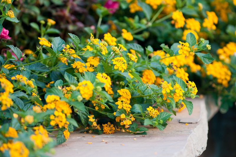 Protect the plant through heat and drought