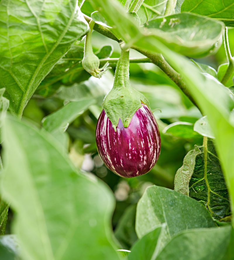 Protect the plant’s future growth, not the damaged leaves Protect the plant’s future growth, not the damaged leaves