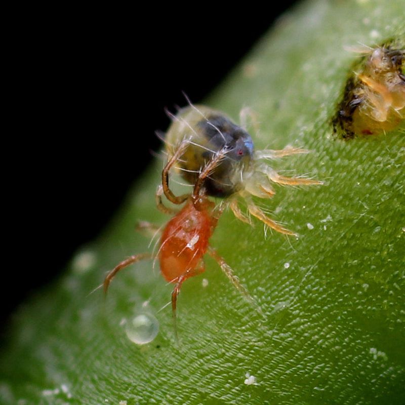 Protect the predators that can suppress an outbreak Protect the predators that can suppress an outbreak