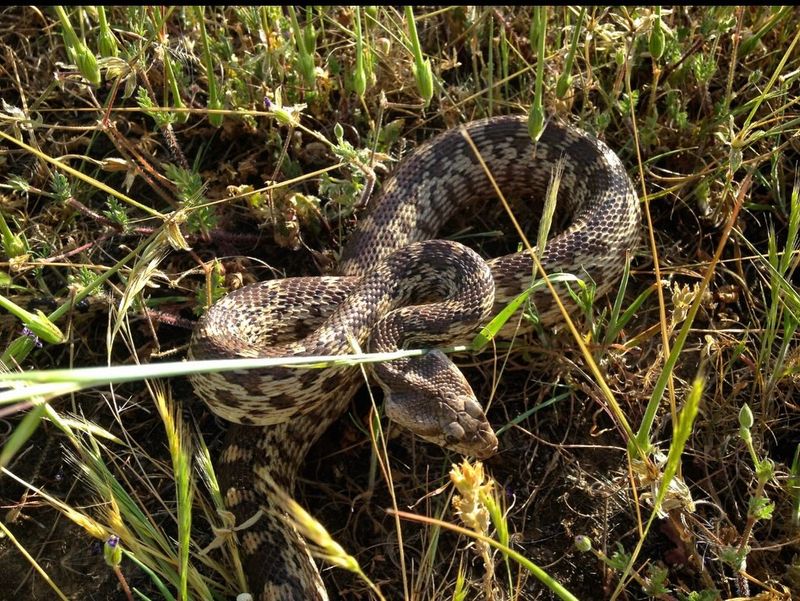 Protect the snake without expecting it to save the garden Protect the snake without expecting it to save the garden