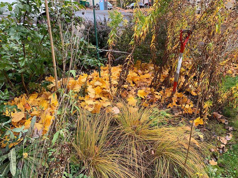 Protect the soil and leaf litter around the planting Protect the soil and leaf litter around the planting