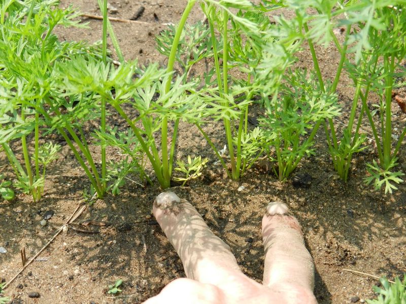 Protect the taproot after seedlings emerge Protect the taproot after seedlings emerge