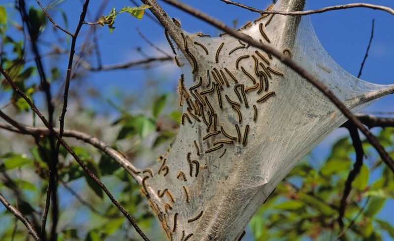Protect the tree without demanding eradication