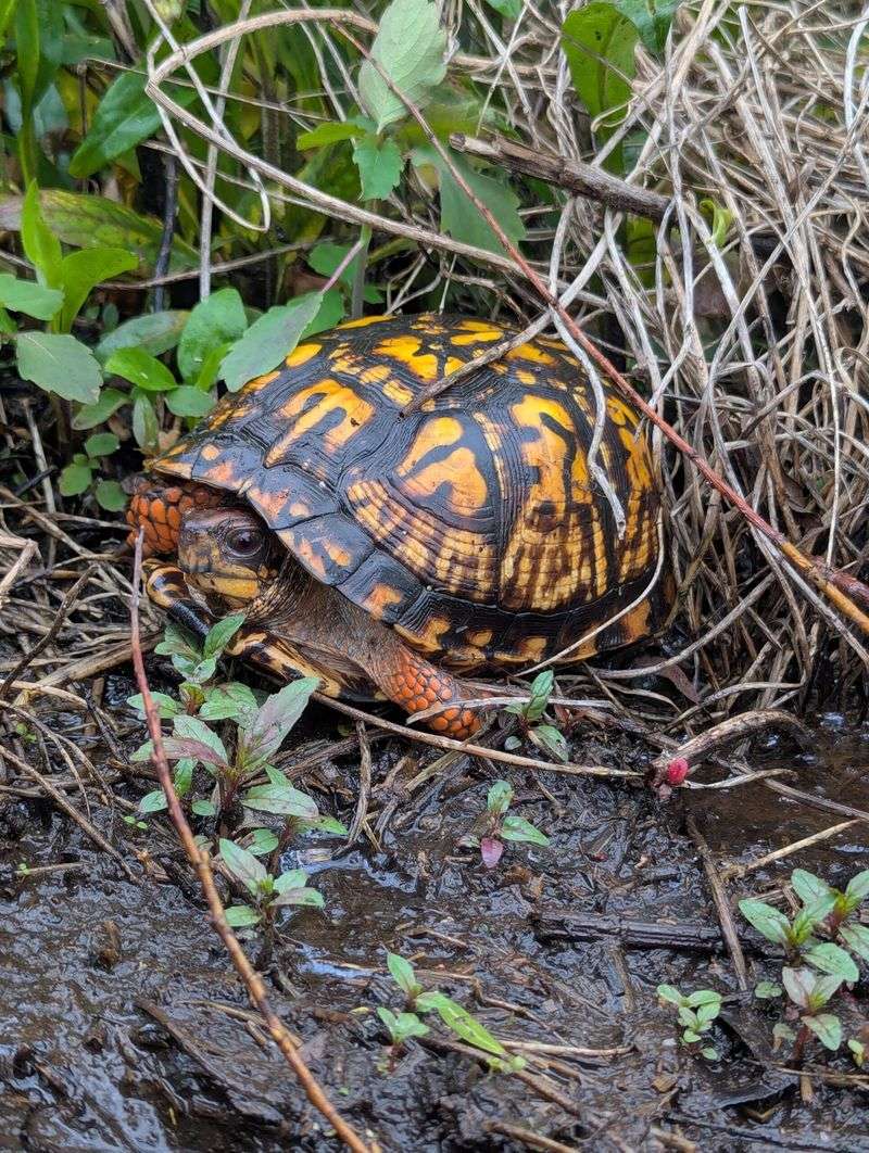 Protect the turtle, not the soil-and-pest myth