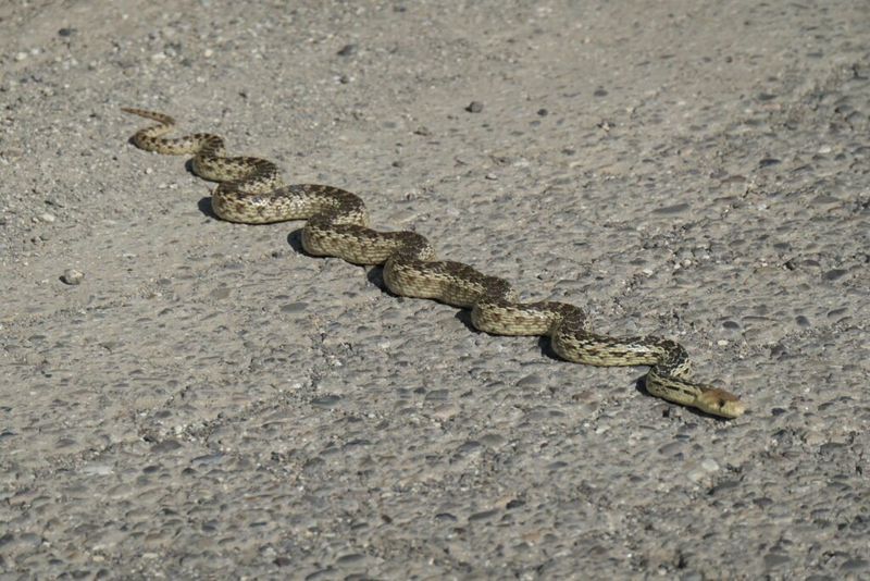 Protect the yard without treating the snake as the enemy