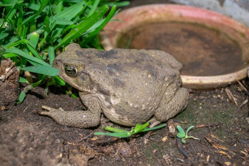 Protect toads from unnecessary pesticide exposure