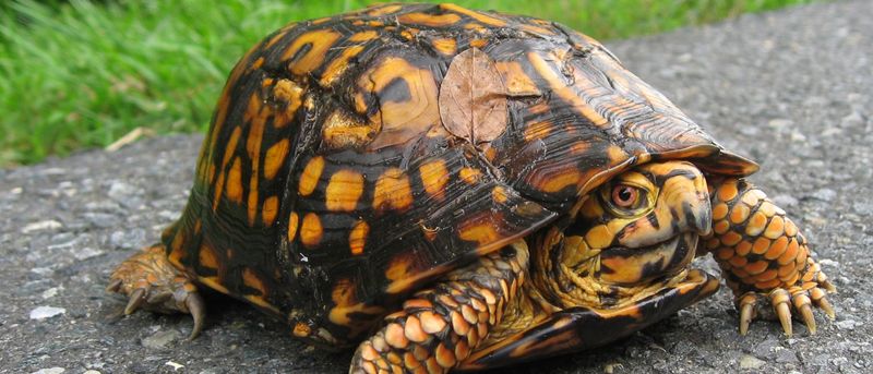Protect turtles during routine summer yard work Protect turtles during routine summer yard work