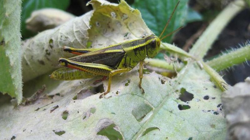 Protect vegetables with separate habitat zones Protect vegetables with separate habitat zones