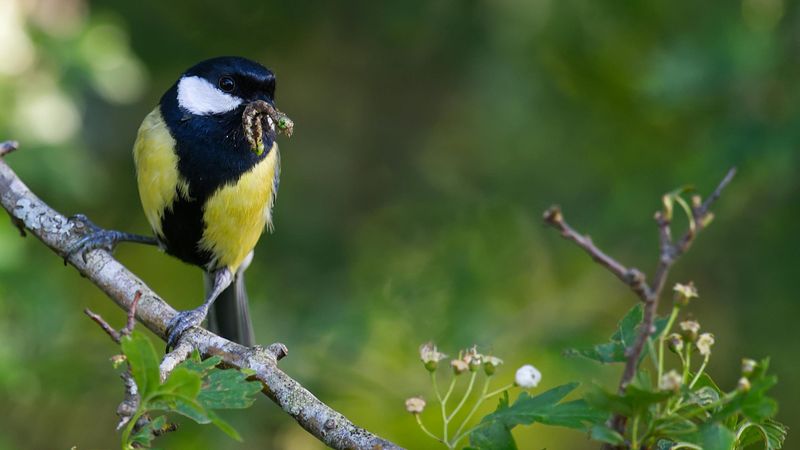 Protect visiting birds while managing garden pests Protect visiting birds while managing garden pests