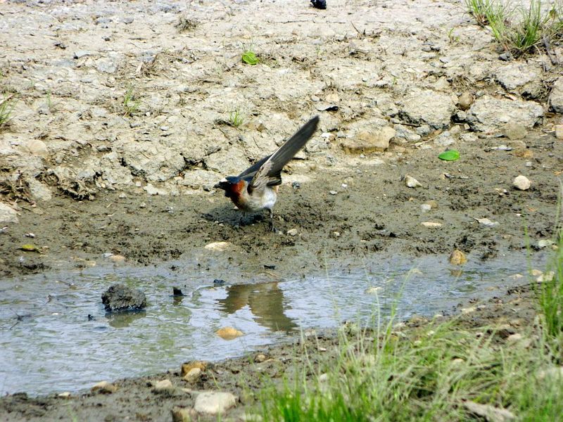 Provide mud without creating mosquito habitat Provide mud without creating mosquito habitat