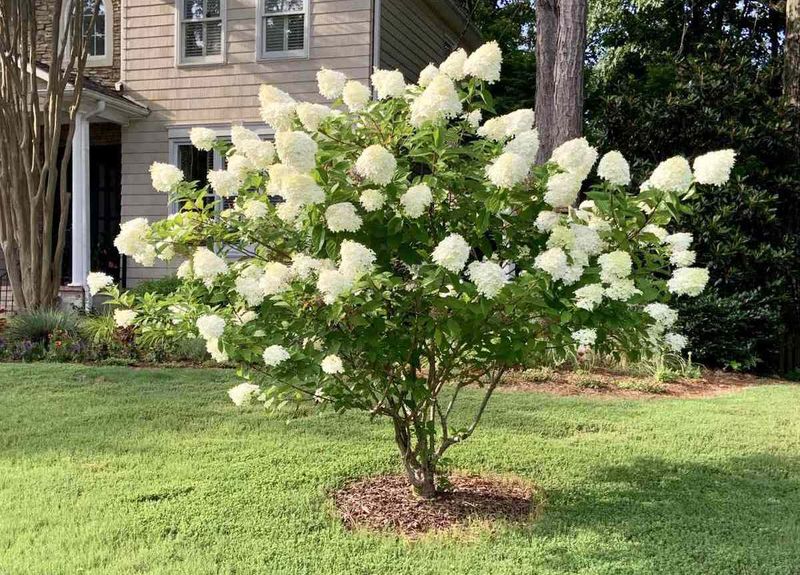 Prune During Dormancy to Control Shape and Flower Size