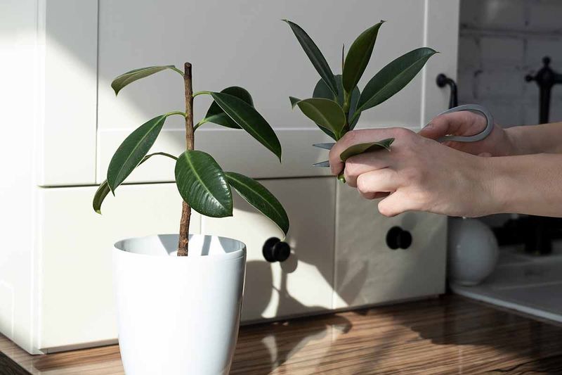 Prune Healthy Growth to Encourage a Fuller Canopy
