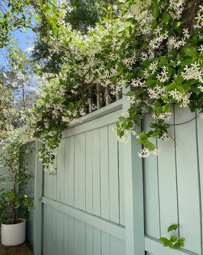 Prune after flowering to keep the vine within its boundaries