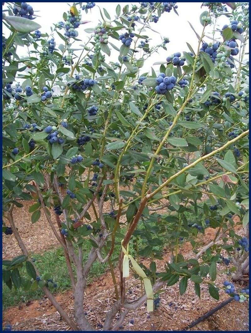 Prune after harvest only when the cultivar and timing fit