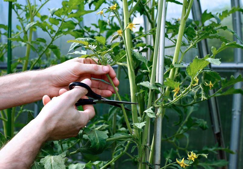 Prune damaged leaves without stripping the plant Prune damaged leaves without stripping the plant