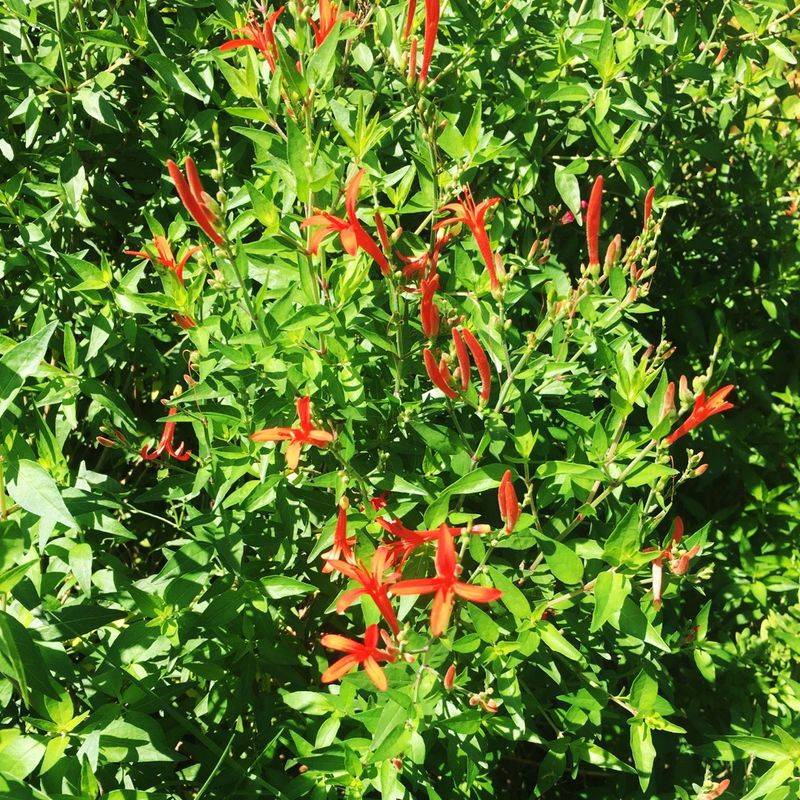 Prune for a fuller, better-shaped shrub