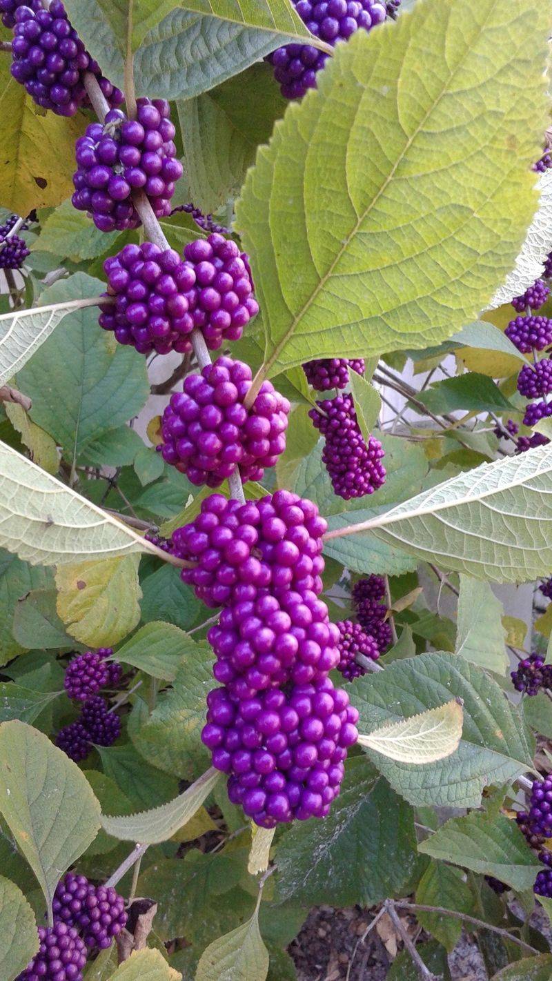 Prune for new growth instead of forcing a formal shape Prune for new growth instead of forcing a formal shape