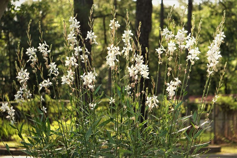 Prune for shape, rebloom, and manageable self-seeding