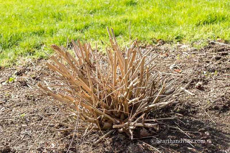 Prune in late winter for the upcoming berry display