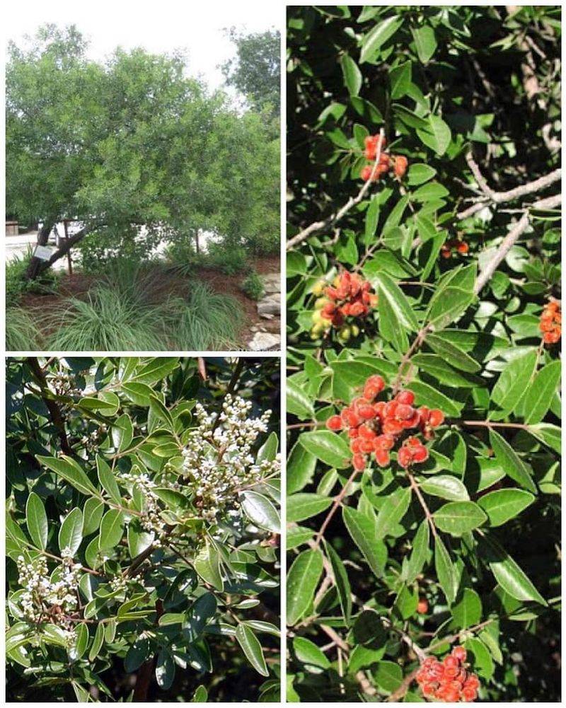 Prune lightly and use its wildlife value to your advantage